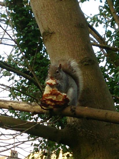 Squirrel eating pizza