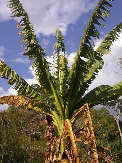 One of the few Madagascan bananas left in the wild