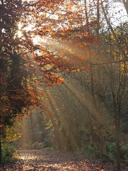 Sunlight streams through trees