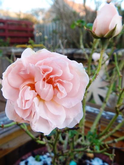 Roses