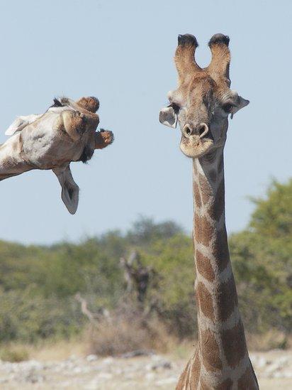 Uma girafa se esguelha para sair na foto