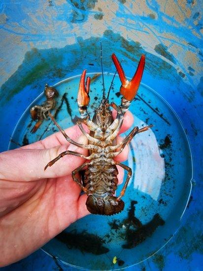 River Derwent: Agency removes illegal crayfish trap - BBC News
