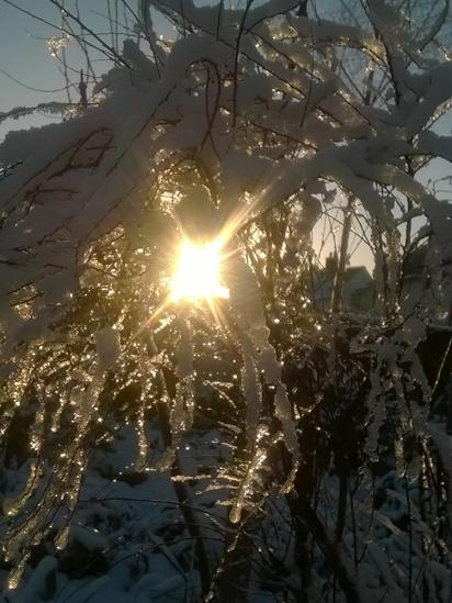 Sun shining through snow covered trees