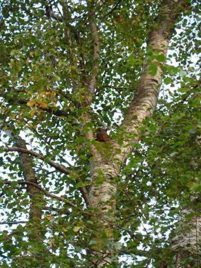 Red squirrel