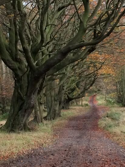 Your Pictures Of Scotland: 13-20 November - Bbc News