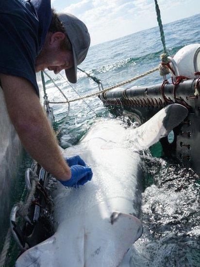 Australia's north coast local waters shark tagging program