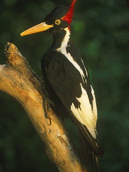 Ivory-billed woodpecker, Campephilus principalis, mounted specimen, It is probably extinct; last sighted in the 1980s, Louisiana, USA (Photo by: Auscape/Universal Images Group via Getty Images)