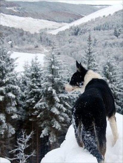 Dog looking at Yarrow valley