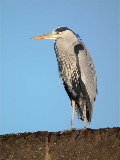 Heron