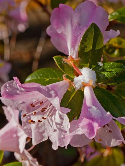 Snow melting off rhododendrons