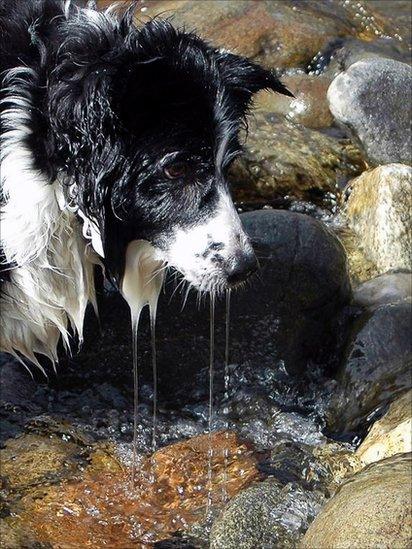 Collie Lucy with water running off her face