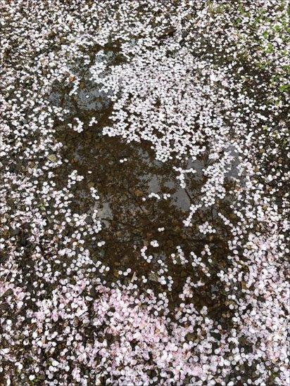 Sakura (Cherry blossom)
