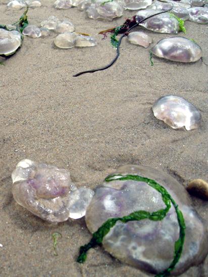 Jellyfish on a beach
