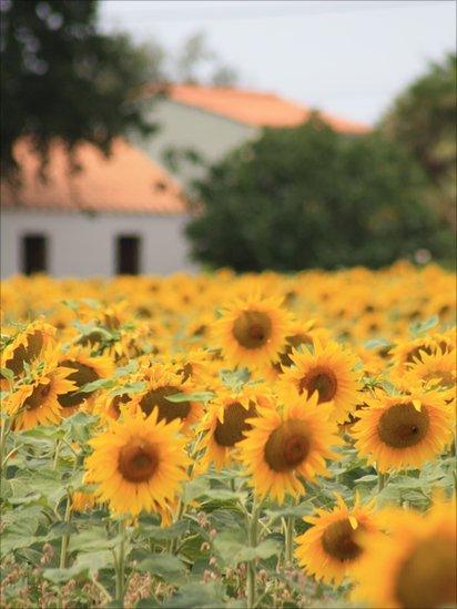 Sunflowers growing in a field in France.