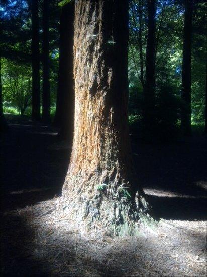 Queenswood Arboretum in Herefordshire.