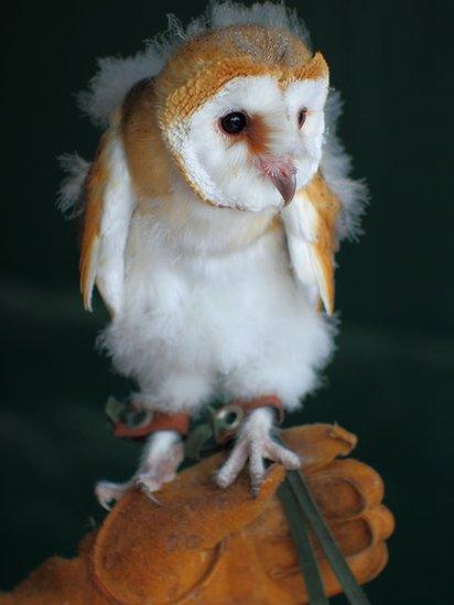 Juvenile Barn Owl