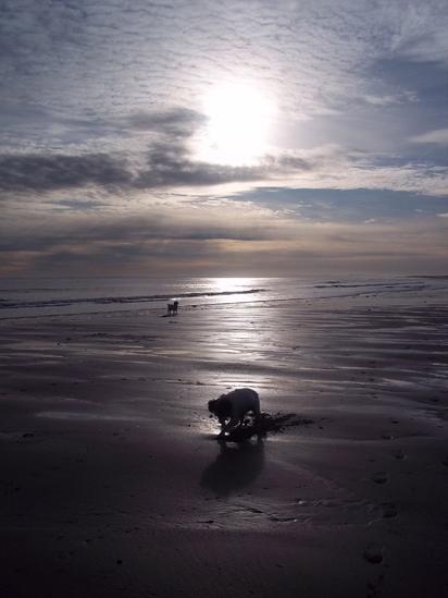 Dogs on Arbroath beach