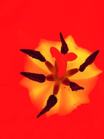 Inside a Tulip