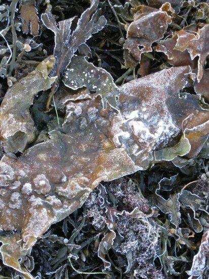 Ice on seaweed