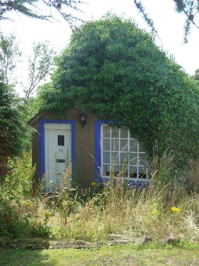 House covered in plants
