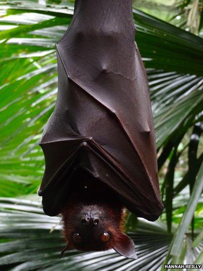 Flying Fox at Singapore Zoo