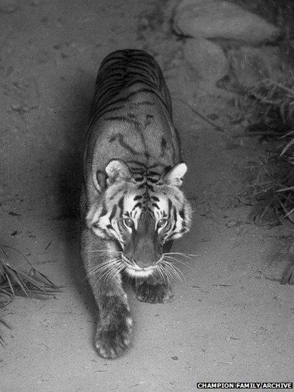 Photographer Captures Tender Moment Between Tiger Mom and Her Cubs