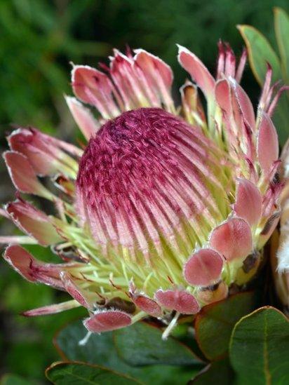 Flowers 'blooming' marvellous in Tresco's Abbey Gardens - BBC News