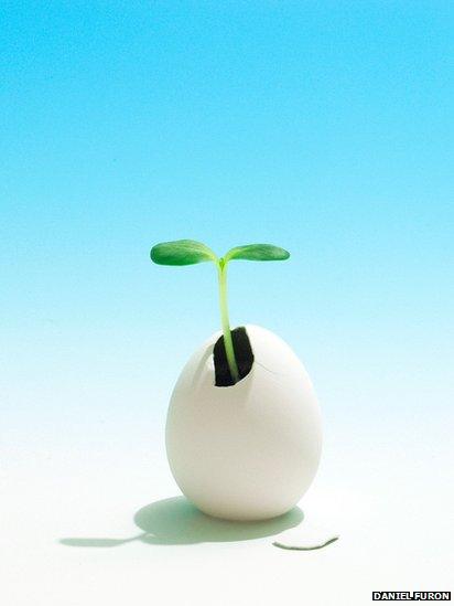 A plant growing from an egg