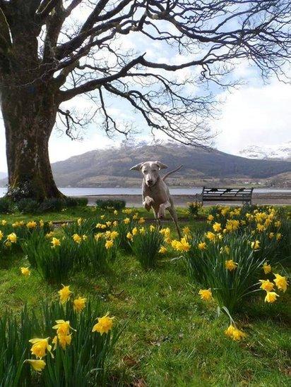 Dog jumping over daffodils