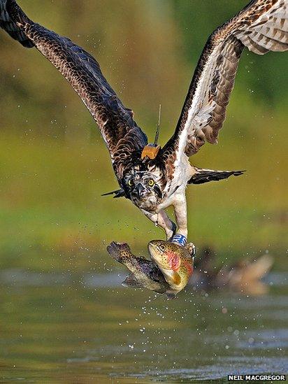 Osprey by Neil MacGregor