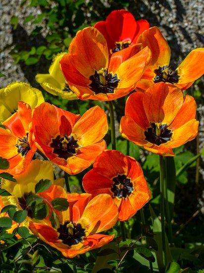 Tulips