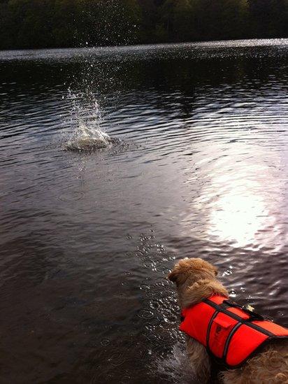 Dog at Loch Faskally