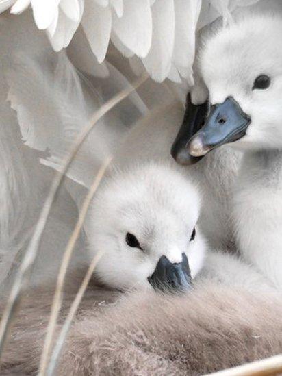 Cygnets