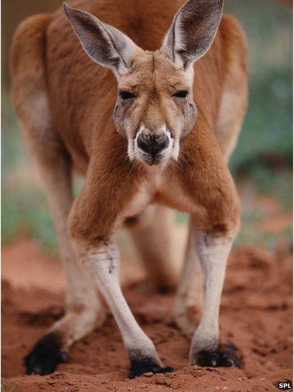 Giant kangaroos 'walked on two feet' - BBC News