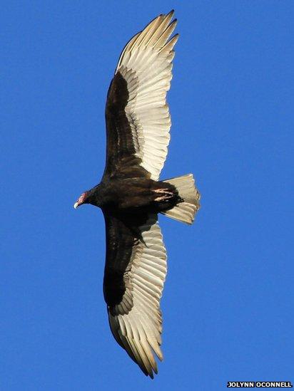 A turkey vulture in flight.
