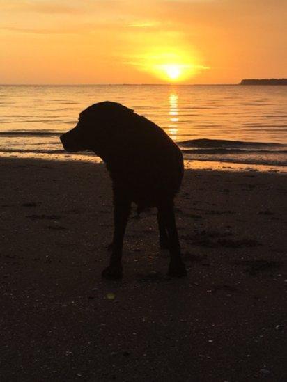 Dog with sunrise