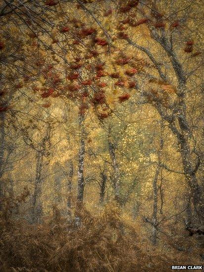 Abstract Autumn Rowan
