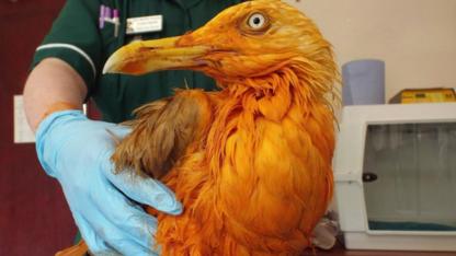 Bad feather day? Tikka masala tumble turns gull orange