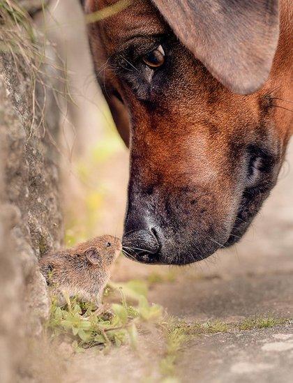 Image of dog nose to nose with a small rodent