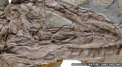 Biggest feathered dinosaur unearthed in China - BBC Newsround