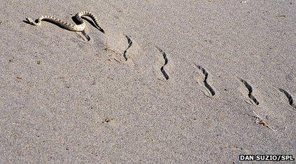 Robot learns how snakes climb sand dunes - BBC Newsround