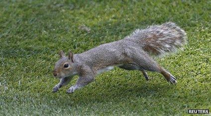 The animals accused... of spying! - BBC Newsround