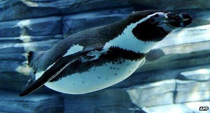 A Humboldt Penguin (file photo)