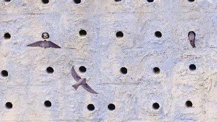 New artificial sand martin bank with sand martins 
