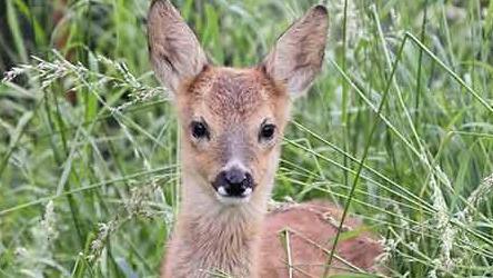 A fawn standing in long grass