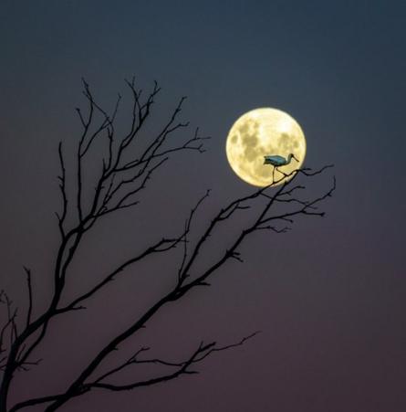 Titulo da foto: A Fork, a Spoon and a Moon