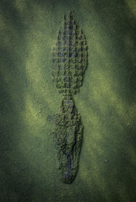 பாசிக்கடியில் முதலை