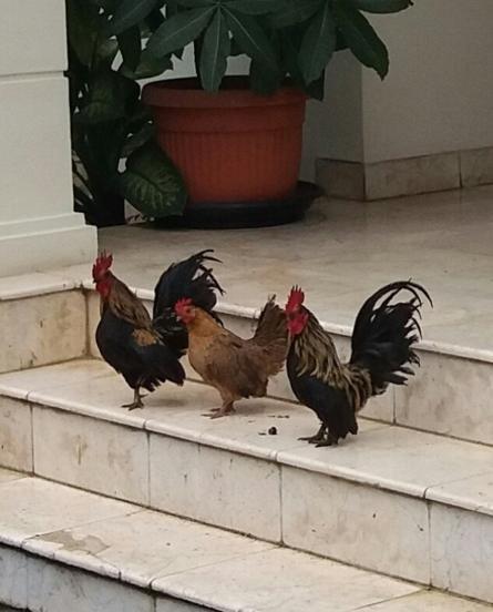 கோழிகள்