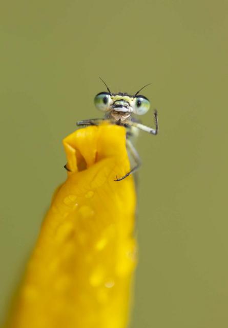 Un insecto en una planta amarilla