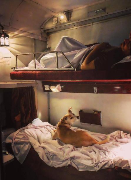 A dog sits on the lower berth inside an air conditioned car in the train.